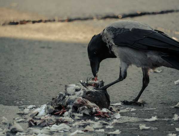 Do Crows Eat Dead pigeons