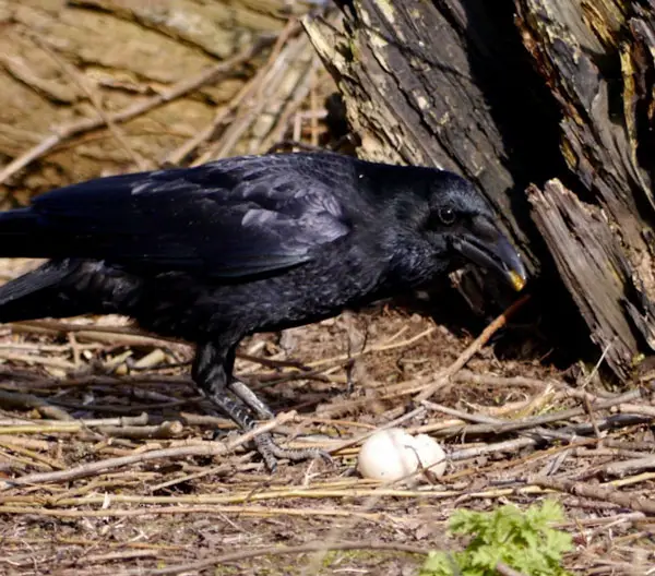 Do Crows Eat Pigeon Eggs