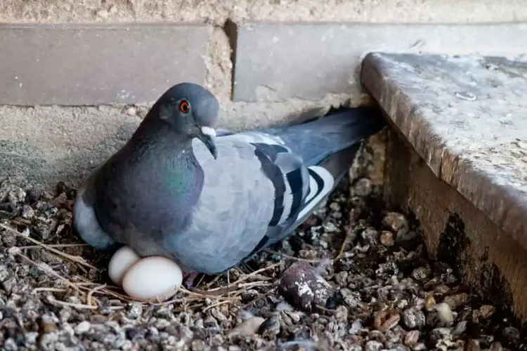 Do Crows Eat Pigeon Eggs?