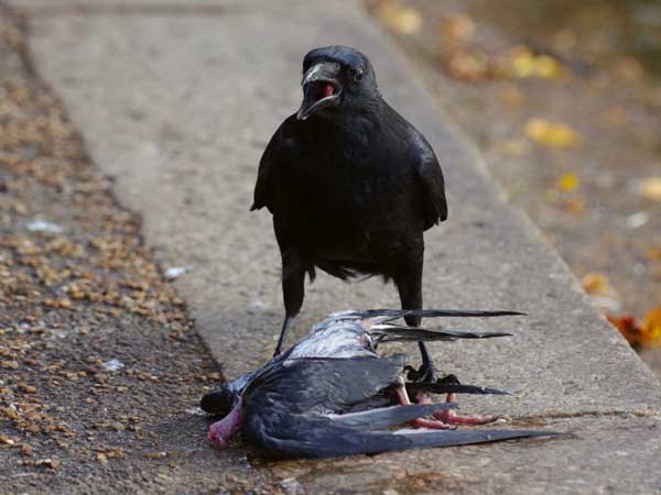 Do Crows Kill Pigeons