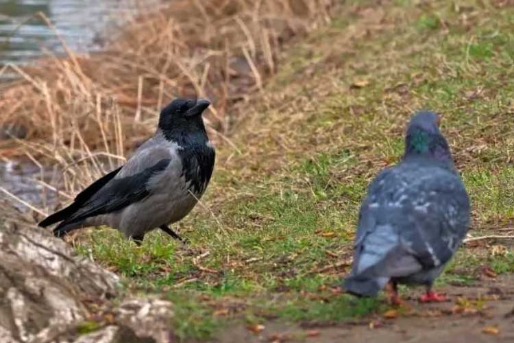 Do Crows Kill Pigeons – Here Is Know The Truth