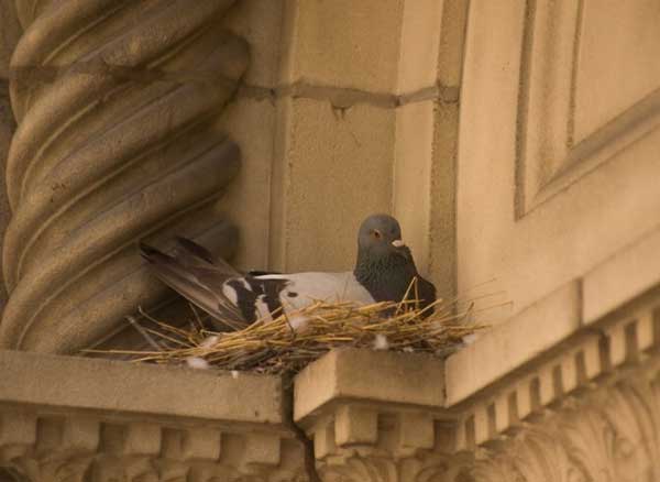 Do Pigeons Abandon Their Eggs