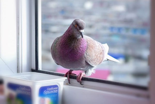Do Pigeons Die When They Hit Windows