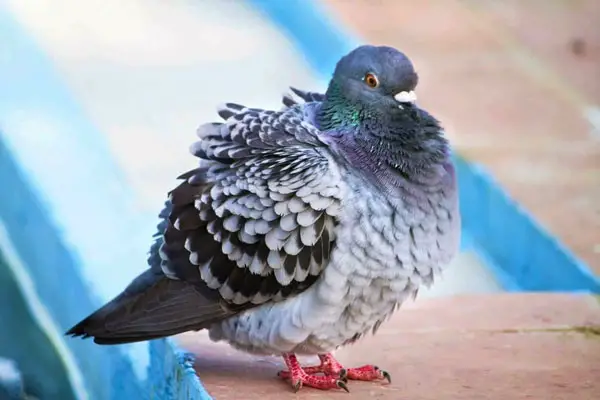 Do Pigeons Get Cold In The Winter