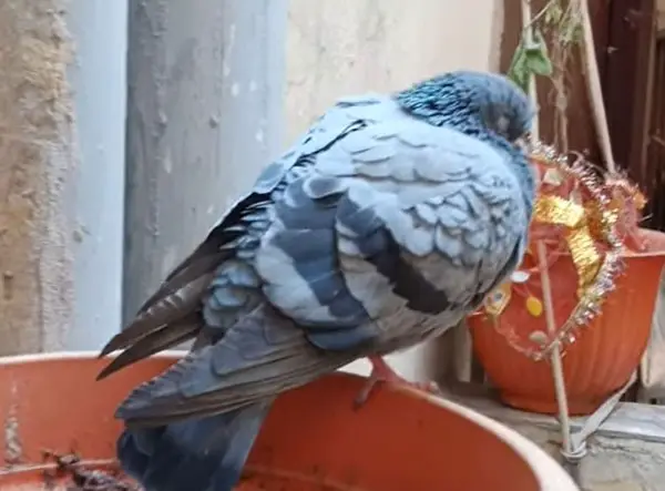 Do Pigeons Sleep Standing On One Leg