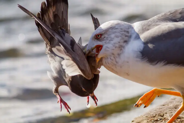 Do Seagulls Eat Pigeons