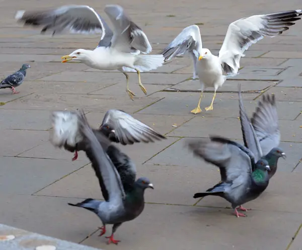 Factors That Influence Seagulls Eating Pigeons