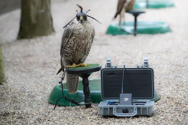 Falconry