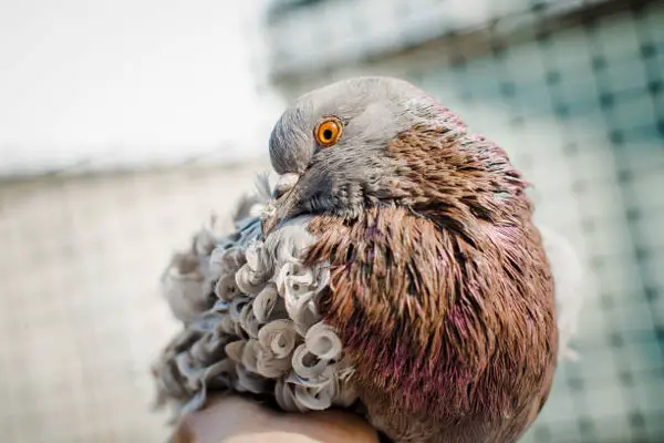 Frillback Pigeon