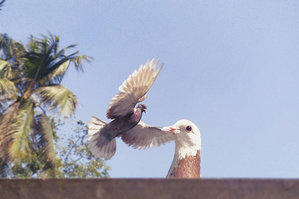 Habitat Modification to Scare Pigeons