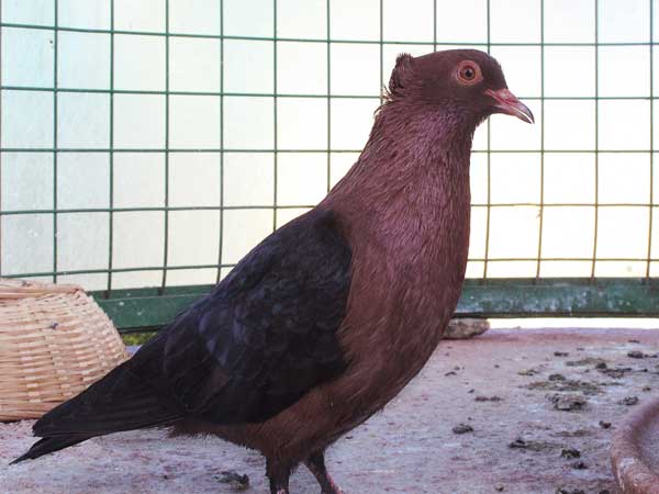 Archangel Pigeon Housing And Diet Requirements