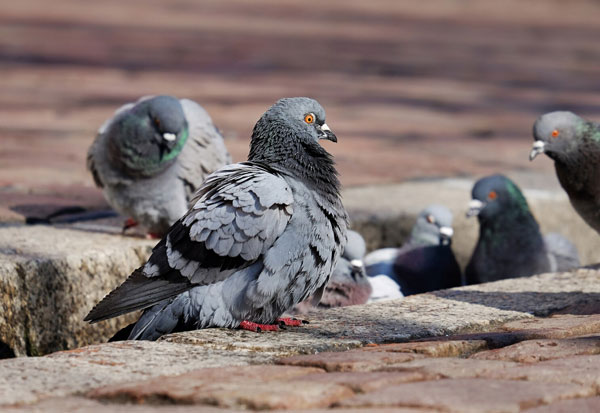 How Can You Help Your Pigeons Handle the Bitter Cold
