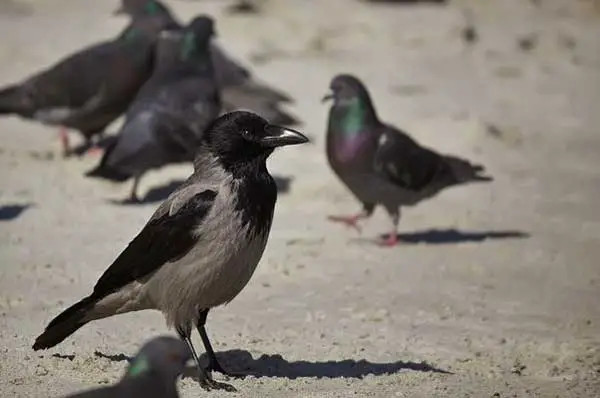 How Do Crows Attack Pigeons