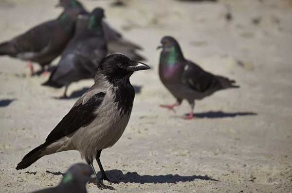 How Do Crows Attack Pigeons