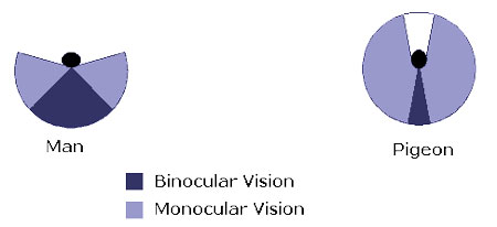 How Do Pigeon and Human Vision Differ