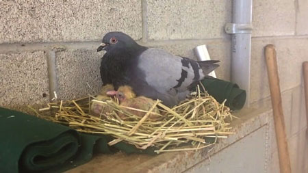 How Do Pigeons Care for Their Eggs And Chicks