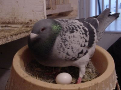 How Do Pigeons Determine Which Eggs to Hatch