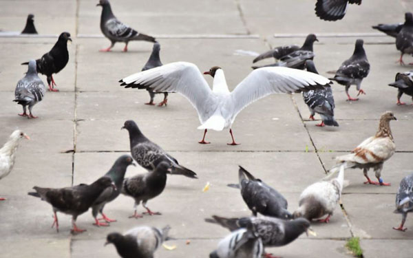 How Do Pigeons Protect Themselves From Seagulls