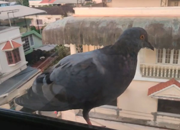How Do Pigeons Stand On One Leg