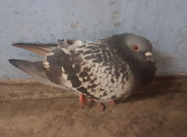 How Does A Pigeon Losing Tail Feathers Affect It