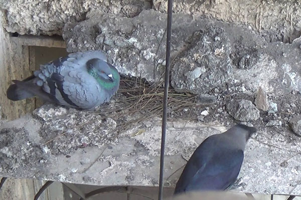 How Does Pigeon Protect Their Eggs From Predators