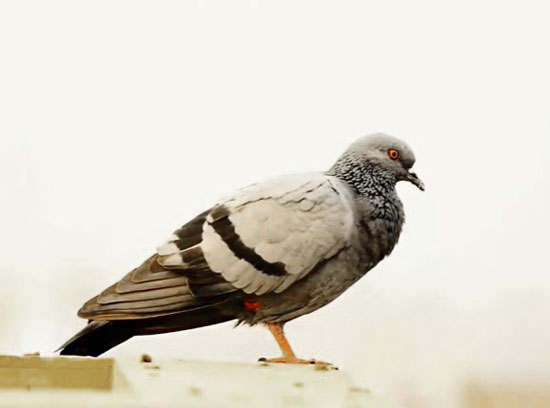 How Long Do Pigeons Stand On One Leg