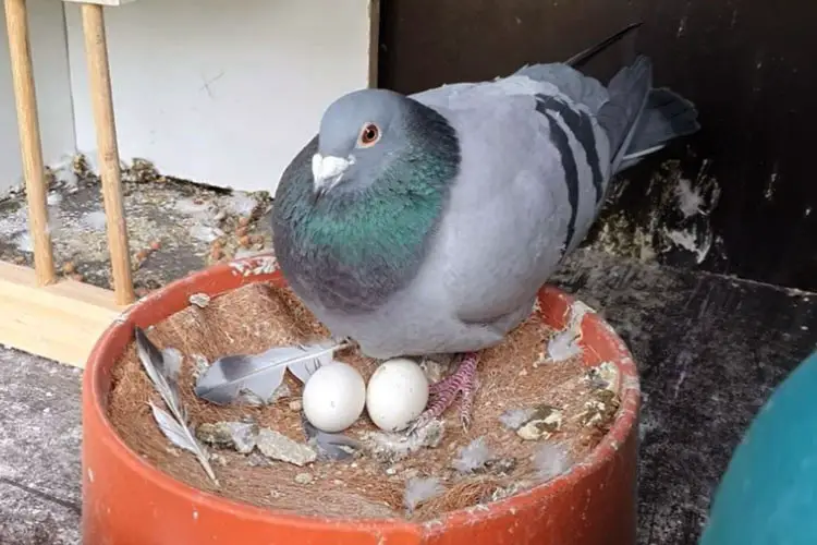 How Long do Pigeon Eggs Take to Hatch?