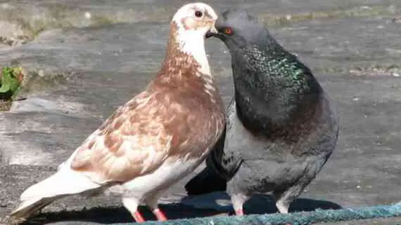 How Many Times Do Pigeons Mate Daily