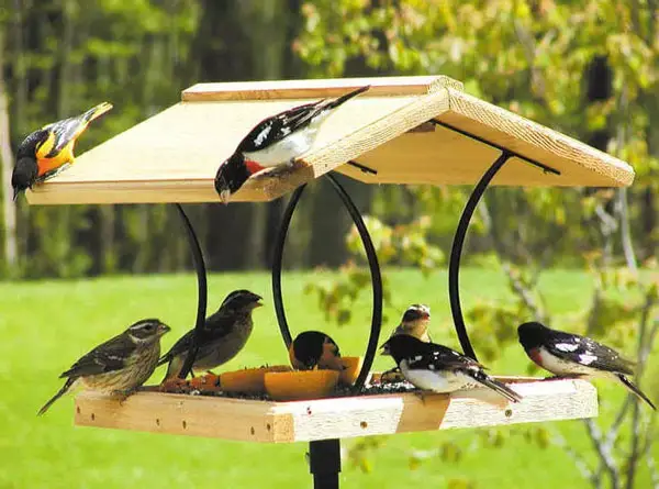 How To Attract Charming Birds To Your Yard