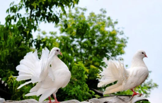 How To Identify Male And Female Fantail Pigeons