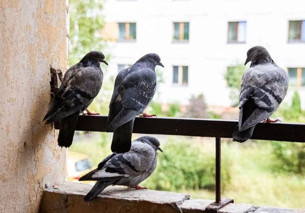 How To Keep Pigeons Off Balconies