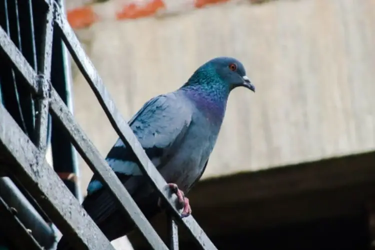 How To Keep Pigeons Off Balconies? – 7 Proven Ways