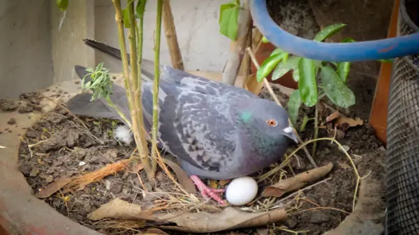 How To Keep Pigeons Off Your Balcony If They Already Laid Eggs