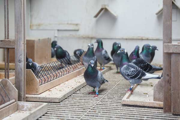 How To Prevent Pigeon Diarrhea