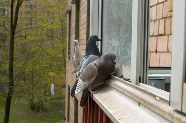 How To Prevent Pigeons From Flying Into Windows