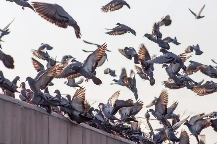 How To Scare Away Pigeons But Not Other Birds