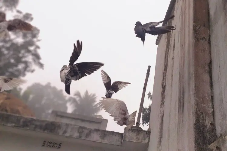 How To Scare Pigeons With Sound