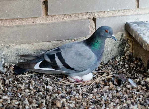 How To Stop Pigeons From Breaking Their Eggs