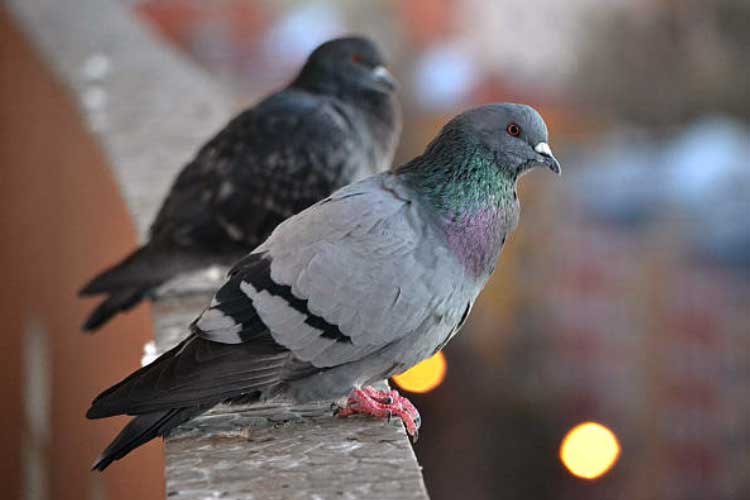 How to Clean Pigeon Poop of a Concrete Balcony