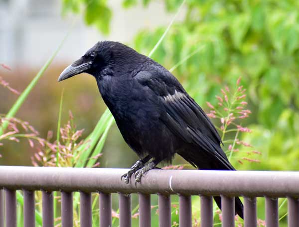 How to Prevent Crows from Attacking Your Pigeons