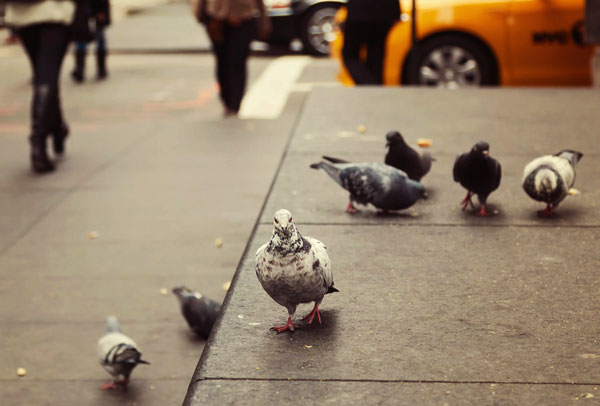 Is It Good For Humans To Have Pigeons In Cities