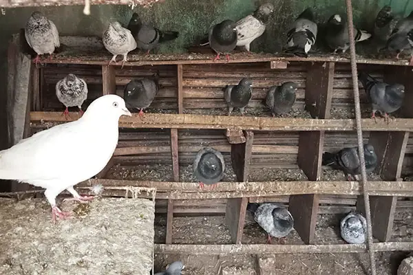 Is It Good To Have Pigeons At Home