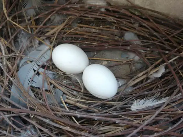 Is It Safe for Pigeons to Abandon Their Eggs