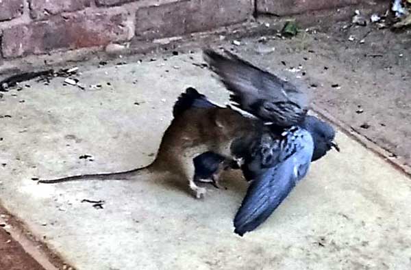 Is There Any Evidence of Rats Eating Pigeons