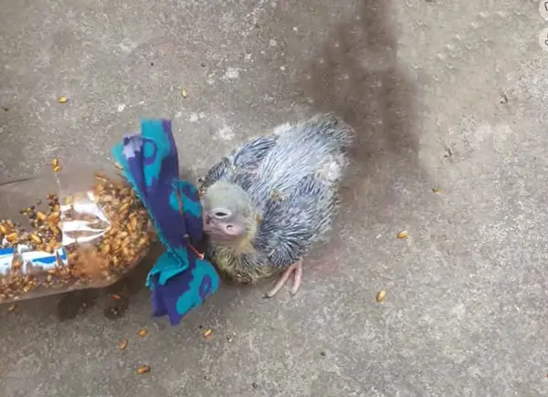 Keeping A Baby Pigeon Clean