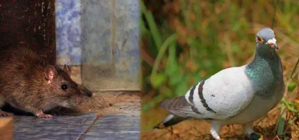 Misconceptions About Rats and Pigeons