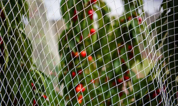 Netting To Scaring Pigeons