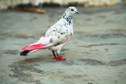 Oriental Roller