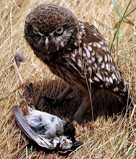 Owl Species that Prey on Pigeons