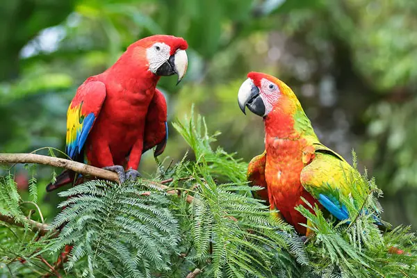 Parrots Are Captive